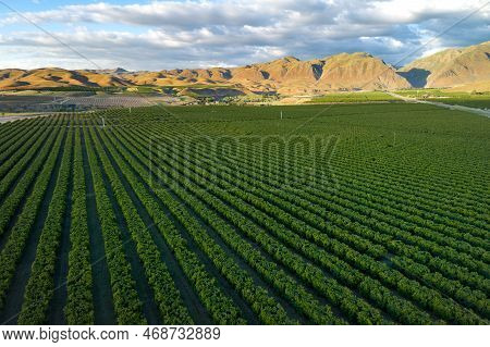 Olive Plantation In Bakersfield, California. Beautiful Sunset Light