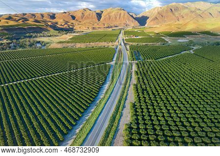 Olive Plantation In Bakersfield, California. Beautiful Sunset Light