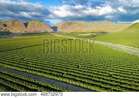 Olive Plantation In Bakersfield, California. Beautiful Sunset Light