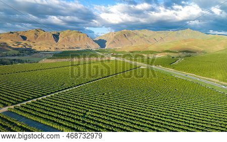 Olive Plantation In Bakersfield, California. Beautiful Sunset Light