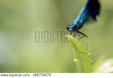 A Dragonfly Is A Flying Insect Belonging To The Order Odonata, Infraorder Anisoptera (from Greek ἄνι