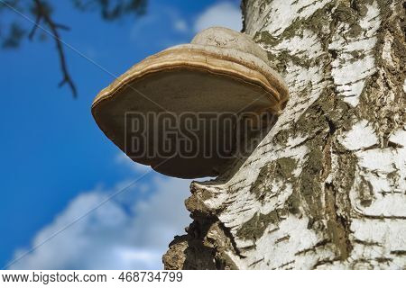 Fomes Fomentarius, Commonly Known As The Tinder Fungus, False Tinder Fungus, Hoof Fungus, Tinder Con