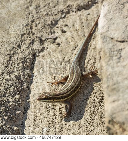Blue-tailed Skink Lizard Stood On A Stone Rock In Rural Countryside Garden Sunbathing