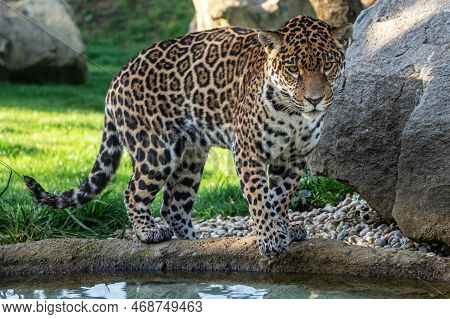 Jaguar Is About To Jump Into The Water. Panthera Onca.