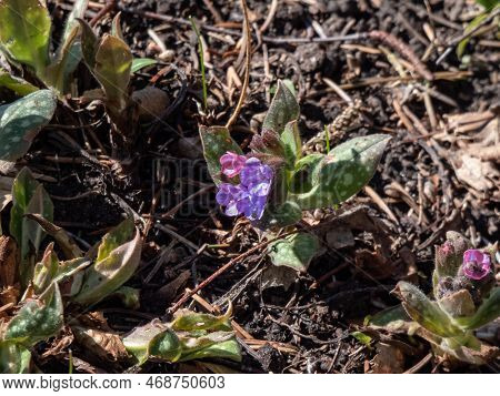 Close-up Shot Of The Bethlehem Sage Or Lungwort (pulmonaria Saccharata Mill.) 'mrs. Moon' Flowering 
