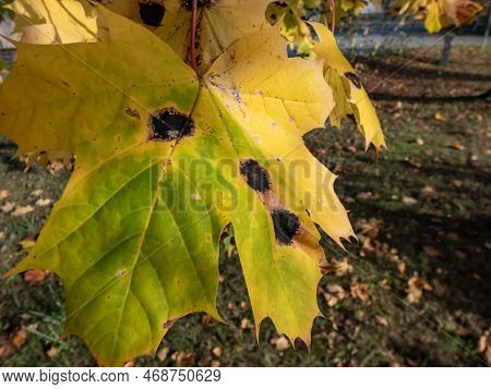 Close-up Shot Of Big Maple Leaves In Green And Yellow Autumn Colors Affected By Tar Spot (rhytisma A