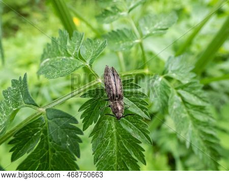 Close-up Shot Of The Click Beetle (agrypnus Murinus) On A Green Plant. The Body Is Grey-brown With G