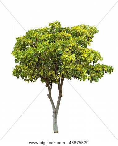Coral Tree isolata On White