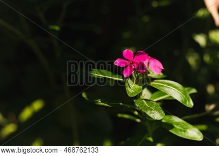 Madagascar Periwinkle Purple Flowers In The Garden With Nature Sunlight