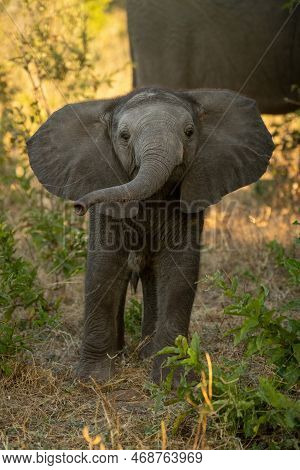 Baby African Bush Elephant Standing Raising Trunk