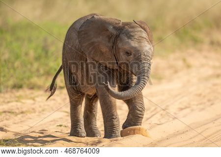 Baby African Bush Elephant Walks Across Track