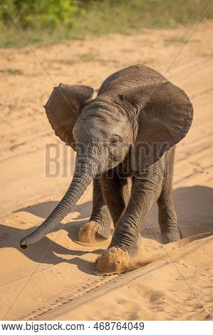 Baby African Elephant Kicks Sand Crossing Track