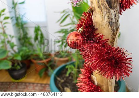 Jingle All The Way: Adding Festive Touches To Your Banana Tree With Red Tinsel Concept - Green Indoo