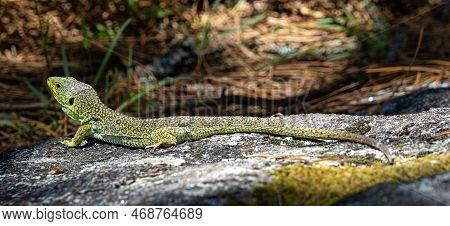 Ocellated Lizard, Timon Lepidus In The Archipelago Of The Cies Islands, Galicia, Spain In Europe