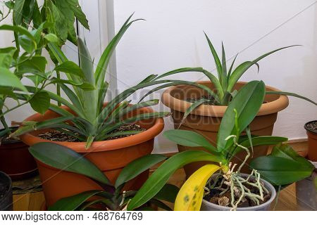 A Room Full Of Tropics: Pineapple, Avocado, And Orchid Plants