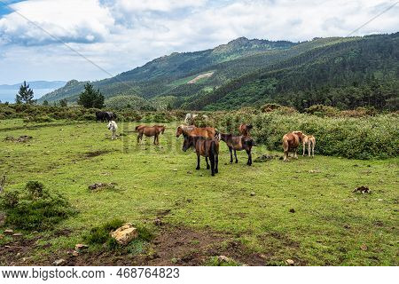 Wild Horses Along The Road To San Andres De Teixido, A Coruna Province, Galicia, Spain. Ruta De La M