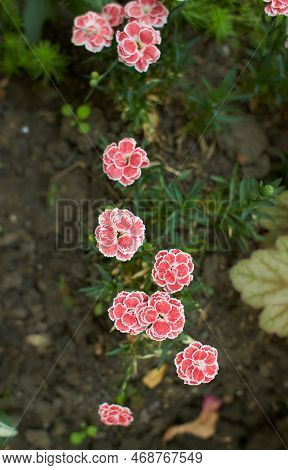 Pinck Flowers Of Dianthus 'arctic Star' In The Garden. Summer And Spring Time.