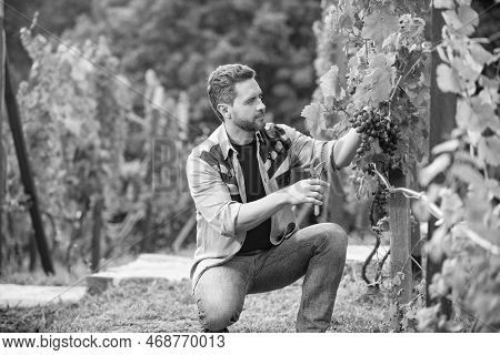 Man Harvester On Summer Harvest. Enologist With Garden Scissors. Farmer Cut Grapevine.