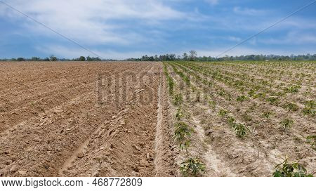 Rows Of Soil Before Planting And Rows Of Young Cassava Plant In Countryside Farmland . Baby Cassava 