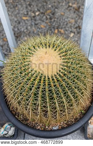 Prickly Cactus Growing In A Pot. Goloden Echinopsis Calochlora Cactus. Desert Plant. Group Of Small 