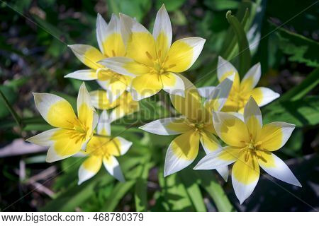 Late Tulip Lat.tulipa Tarda Is A Type Of Perennial, Bulbous, Herbaceous Plants From The Genus Tulip 