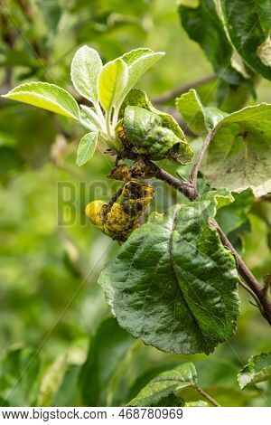 Rosy Leaf-curling Apple Aphids, Dysaphis Devecta, Apple Tree Pest. Detail Of Affected Leaf.