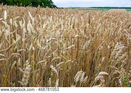 Backdrop Of Ripening Ears Of Yellow Wheat Field On The Sunset Cloudy Orange Sky Background. Copy Spa
