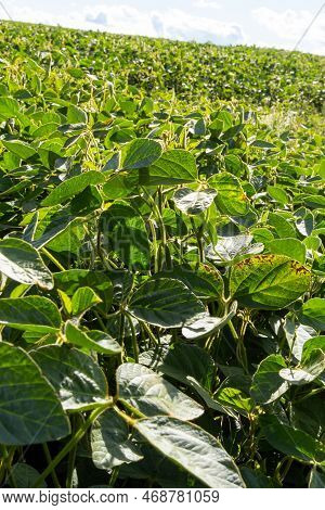 Soybean Pods On Soybean Plantation, On Blue Sky Background, Close Up. Soy Plant. Soy Pods. Soybean F