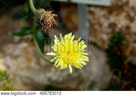 The Flower Of A Soft-haired Sulphur Seed (urospermum Dalechampii). They Belong To The Composite Plan