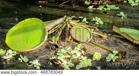 The Leaf Of The Giant Water Lily (victoria Cruziana). Here From The Lower Side, What Else Floats On 