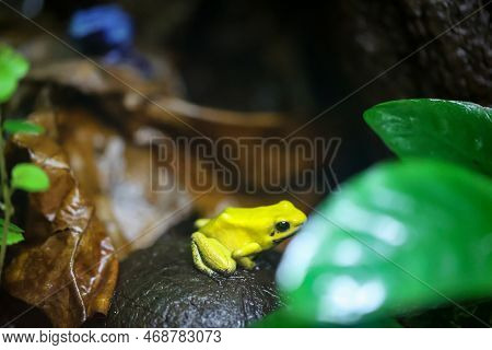 A Poison Arrow Frog In A Very Humid Climate Controlled Terrarium.