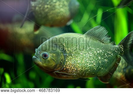 Portrait Of A Piraya (pygocentrus Piraya) In An Aquarium.
