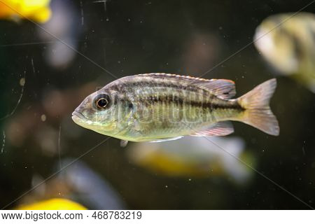 Poprtrait Of Malawi Cichlid, Freshwater Fish In Aquarium.