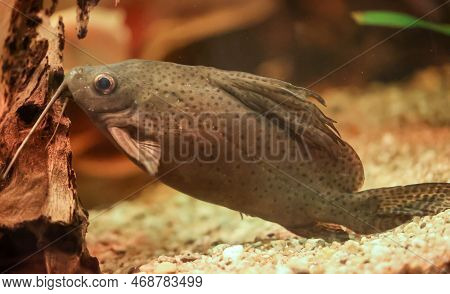 Portrait Of A Catfish In An Aquarium.