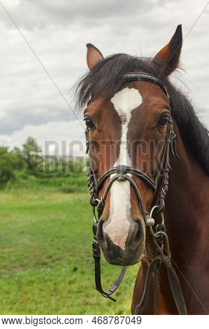 A Graceful Brown Horse With White Strip At Head And With A Luxurious Mane Looks Directly Into The Ca