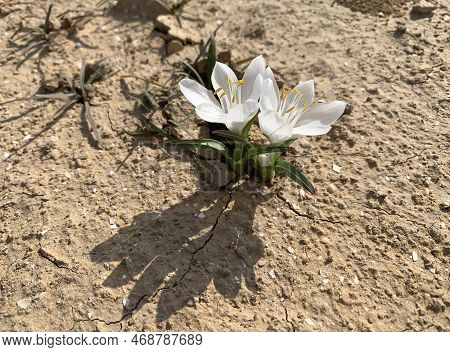 Flowering Of Colchicium (lat. - Colchicum Ritchii) In The Winter In The Negev Desert