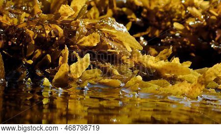 Algea And Seaweed Plants At The Surface Of The Sea