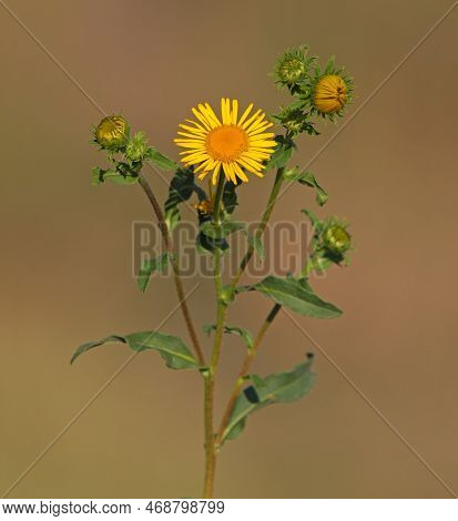 Yellow Flower Of Meadow Fleabane Or British Yellowhead , Inula Britannica