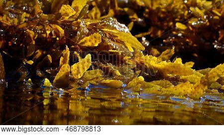 Algea And Seaweed Plants At The Surface Of The Sea