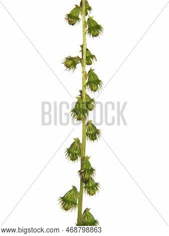 Sticky Seeds Of Agrimony, Agrimonia Eupatoria, Isolated On White