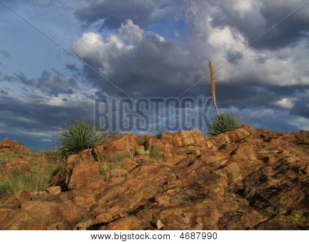 Molnen