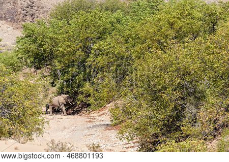 Encounter With A Desert Elphant In Northern Namibia.