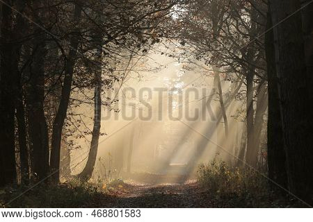 Road path autumn forest woods Nature trees sunset landscape Nature landscape Nature landscape landscape Nature background Nature landscape Nature background landscape Nature background Nature landscape Nature background Nature landscape Nature background.