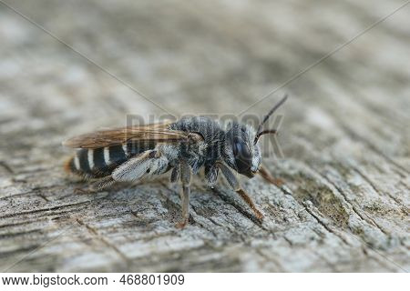 Detailed Closeup On A Small Mediterranean Mining Bee , Andren Colletiformis Sitting On Wood