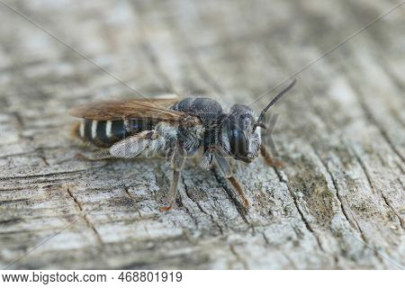Detailed Closeup On A Small Mediterranean Mining Bee , Andren Colletiformis Sitting On Wood
