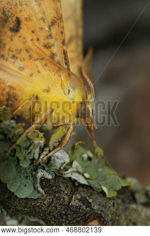 Detailed Closeup On The Yellow Canary-shouldered Thorn Geometer Moth, Ennomos Alniaria