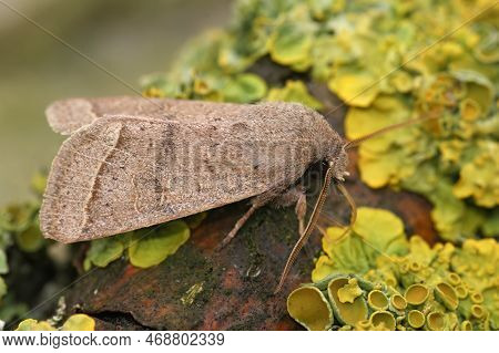Natural Closeup On The Common Quaker Owlet Moth, Orthosia Cerasi Sitting On Wood