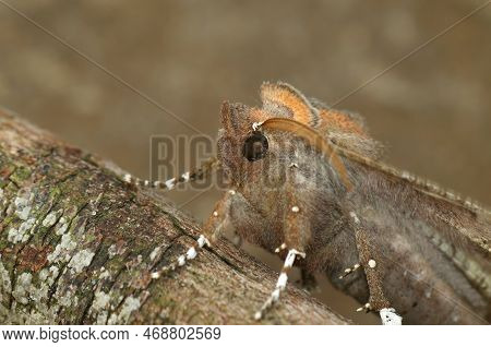 Detailed Closeup On The Herald Owlet Moth, Scoliopteryx Libatrix, Sitting On Wood