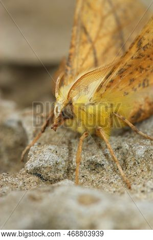 Detailed Closeup On The Yellow Canary-shouldered Thorn Geometer Moth, Ennomos Alniaria
