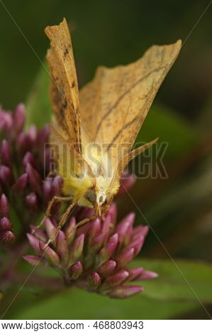Detailed Closeup On The Yellow Canary-shouldered Thorn Geometer Moth, Ennomos Alniaria